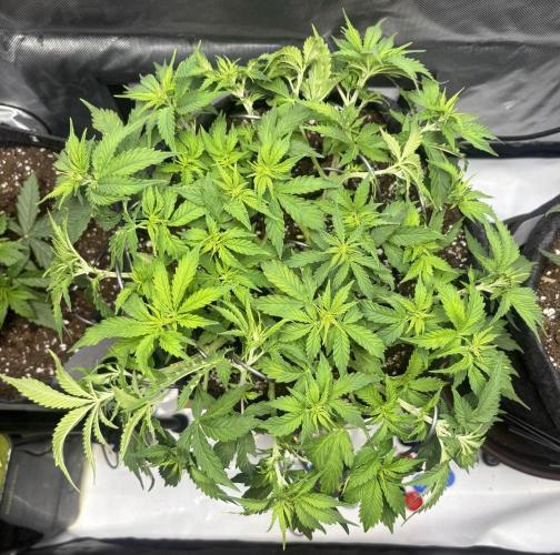 Auto Cinderella Jack first grow ever. Week 6 - Day 36