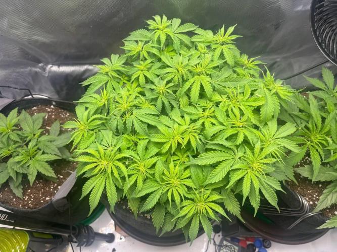Auto Cinderella Jack first grow ever. Week 6 - Day 38