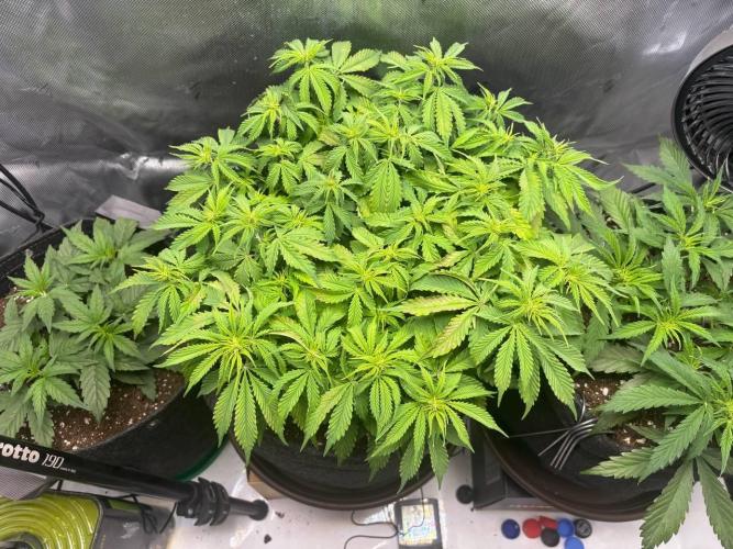 Auto Cinderella Jack first grow ever. Week 6 - Day 40