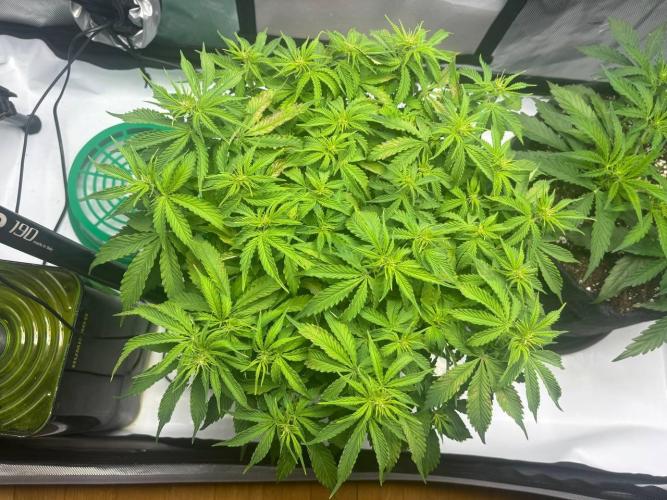 Auto Cinderella Jack first grow ever. Week 6 - Day 41