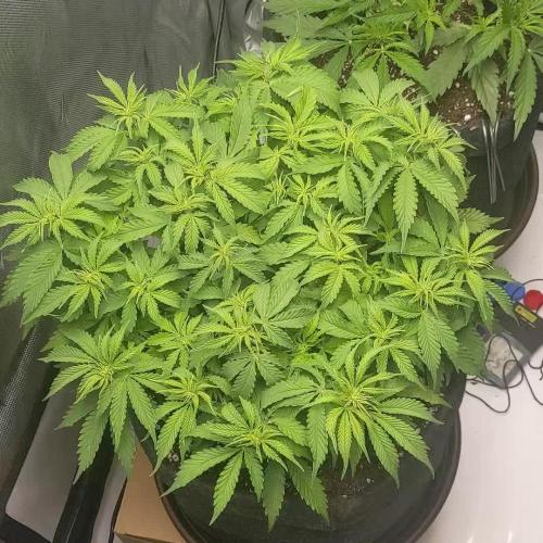 Auto Cinderella Jack first grow ever