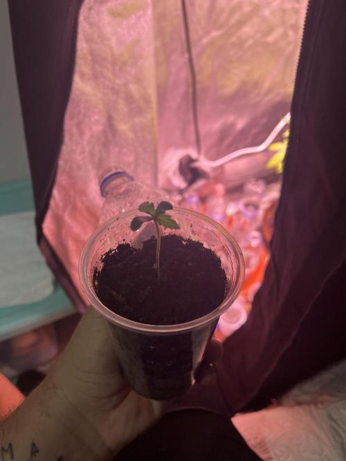 FAST FAST SOG Project. Week 0