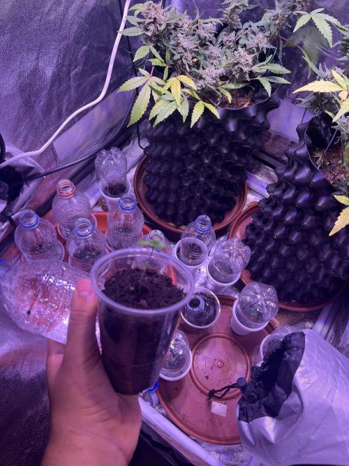 FAST FAST SOG Project. Week 0