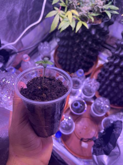 FAST FAST SOG Project. Week 0