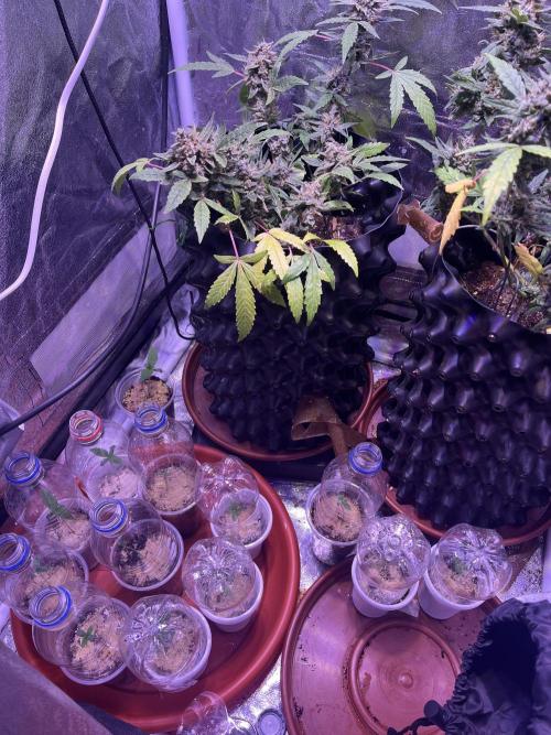 FAST FAST SOG Project. Week 1