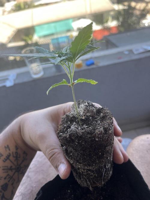 FAST FAST SOG Project. Week 3