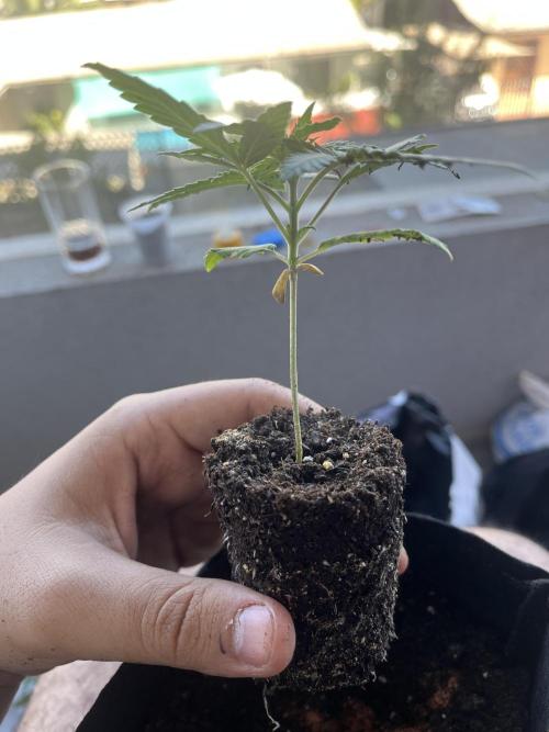 FAST FAST SOG Project. Week 3