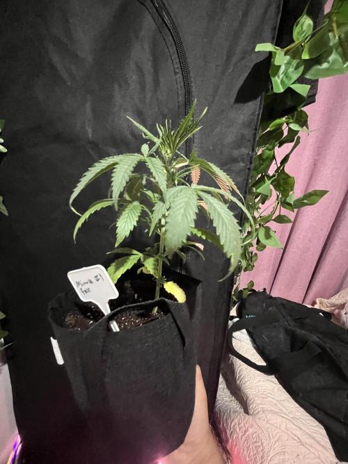FAST FAST SOG Project. Week 4