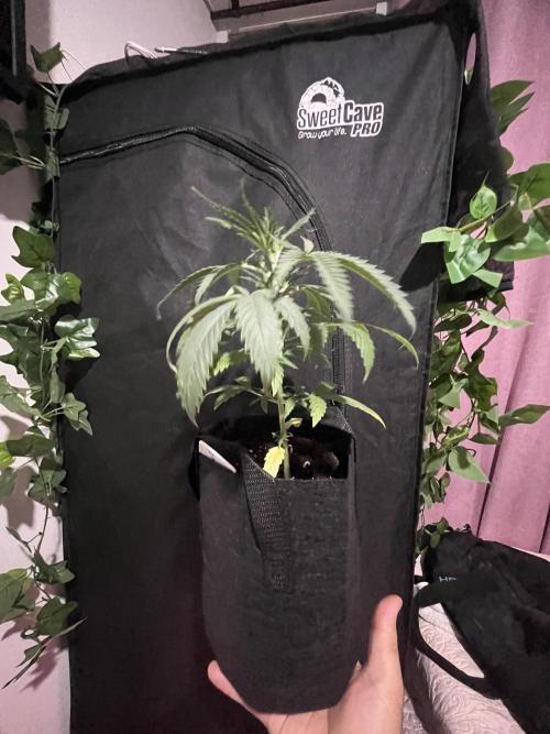 FAST FAST SOG Project. Week 4