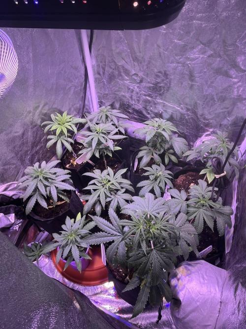 FAST FAST SOG Project. Week 5