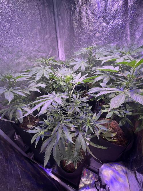 FAST FAST SOG Project. Week 6
