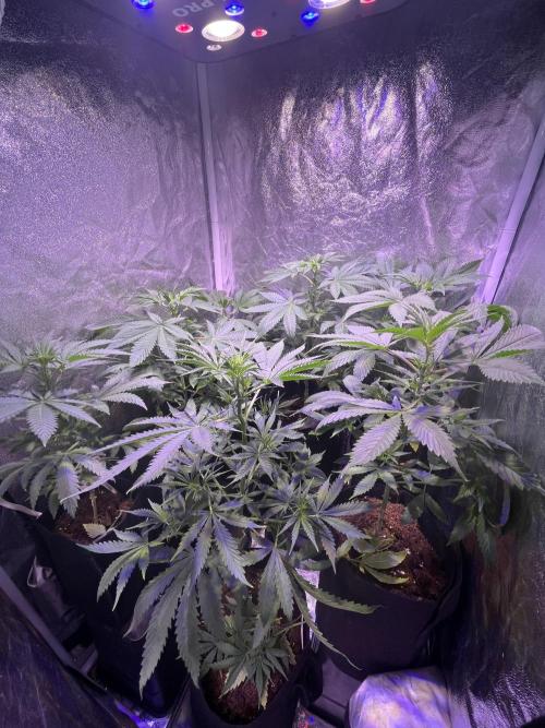 FAST FAST SOG Project. Week 6