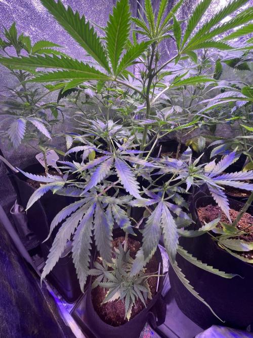FAST FAST SOG Project. Week 6