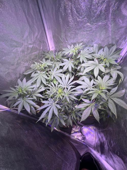FAST FAST SOG Project. Week 6
