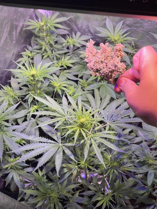 FAST FAST SOG Project. Week 7 - Cookies and Cream Auto triple nug