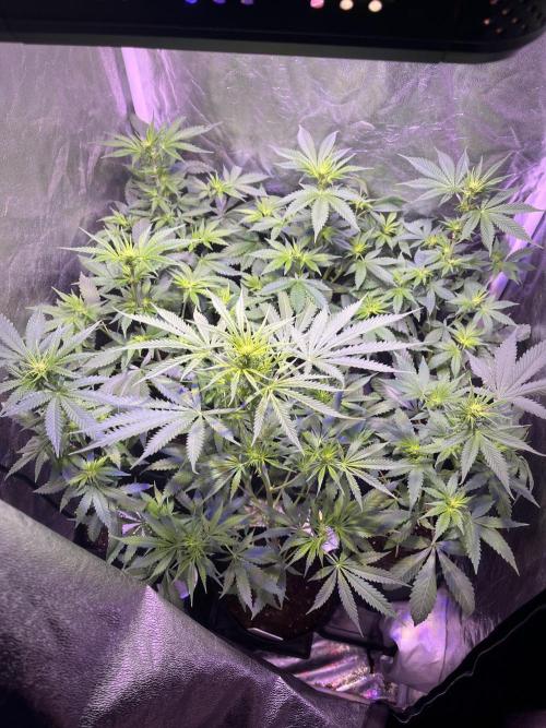 FAST FAST SOG Project. Week 7