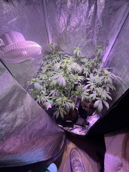 FAST FAST SOG Project. Week 7