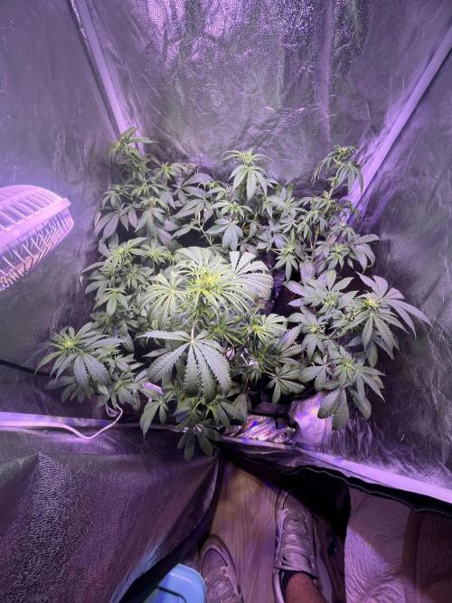FAST FAST SOG Project. Week 7