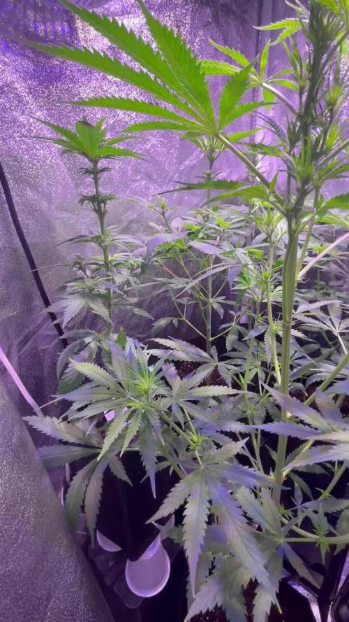 FAST FAST SOG Project