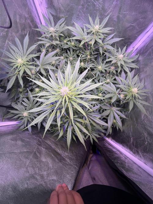 FAST FAST SOG Project. Week 8