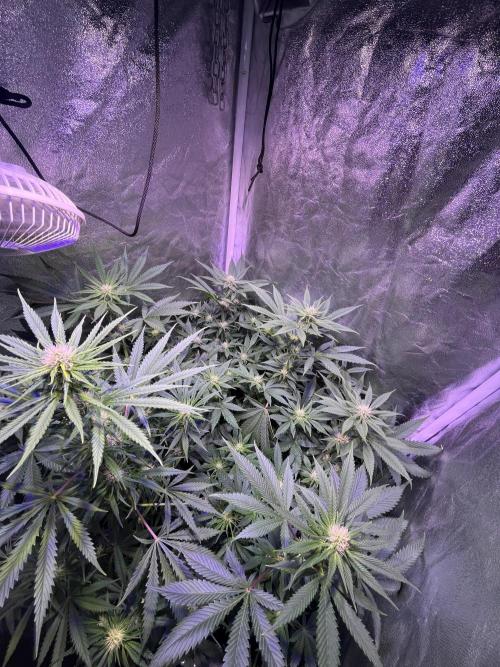 FAST FAST SOG Project. Week 8