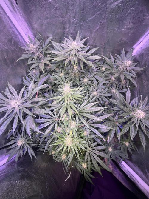 FAST FAST SOG Project. Week 9