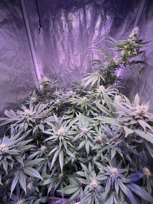 FAST FAST SOG Project. Week 10