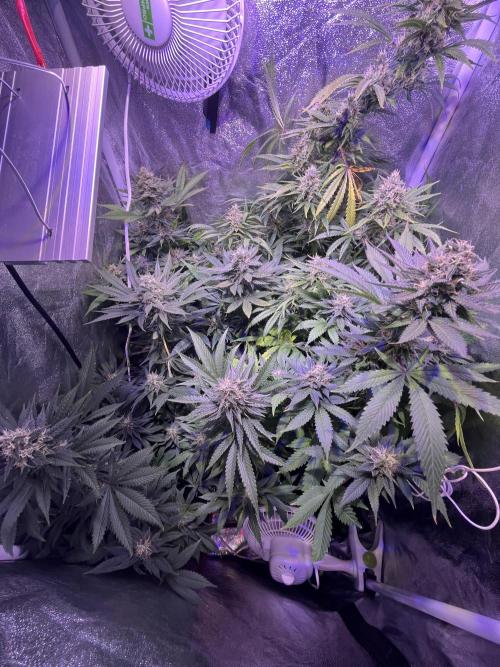 FAST FAST SOG Project. Week 11