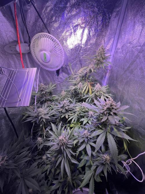 FAST FAST SOG Project. Week 11