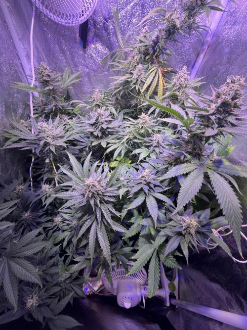 FAST FAST SOG Project. Week 11