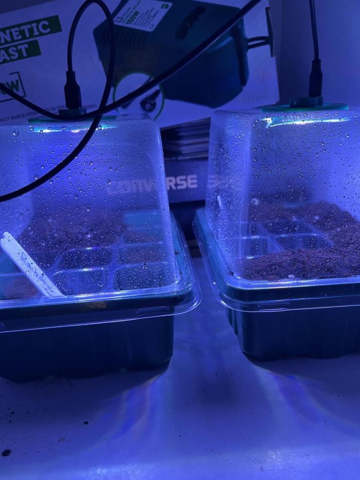 Winter Berry BSF. Week 0