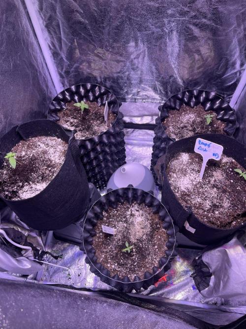 Winter Berry BSF. Week 1