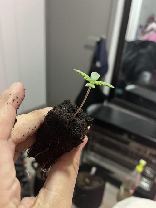 Winter Berry BSF. Week 1