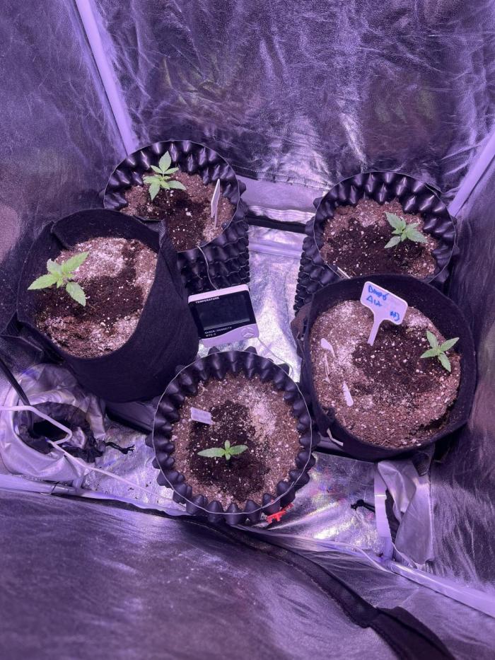 Winter Berry BSF. Week 2