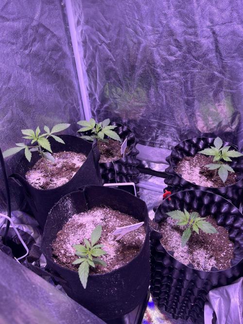 Winter Berry BSF. Week 3