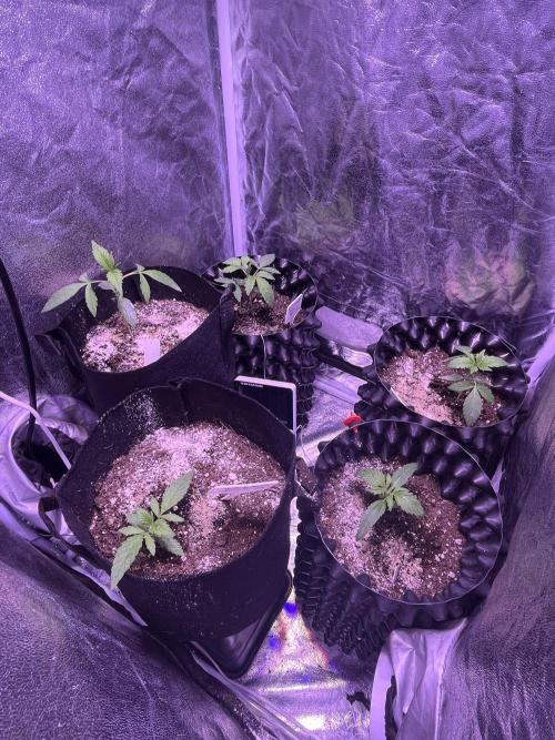 Winter Berry BSF. Week 3