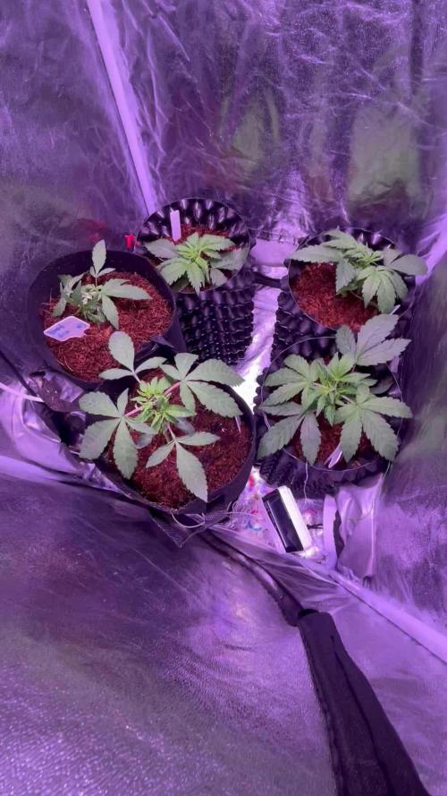 Winter Berry BSF
