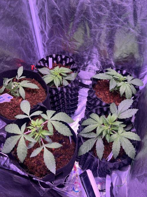 Winter Berry BSF. Week 4