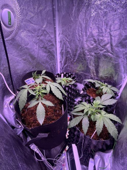 Winter Berry BSF. Week 4