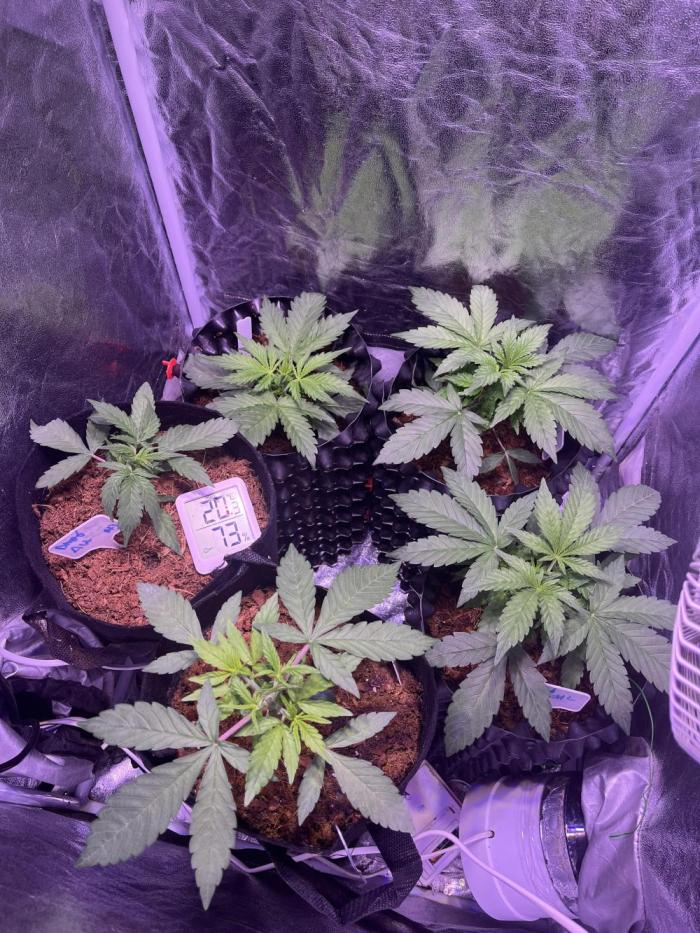 Winter Berry BSF. Week 5