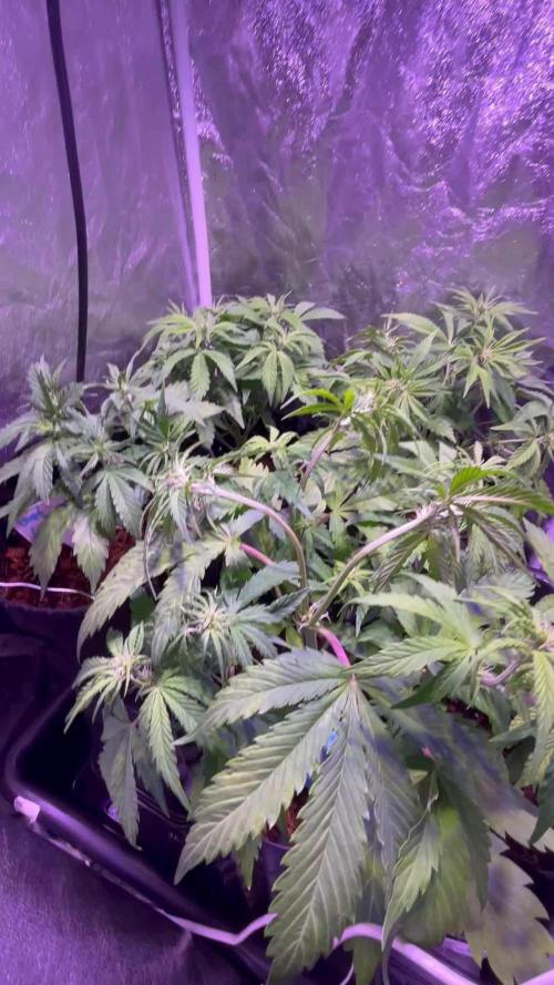 Winter Berry BSF