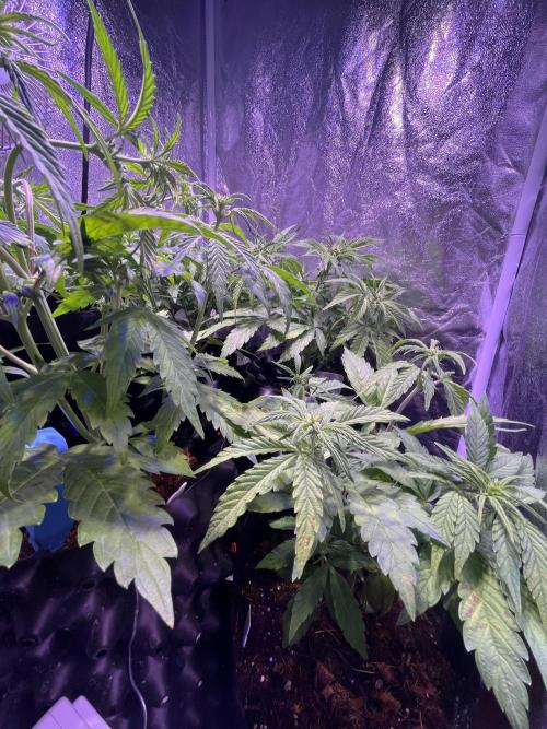 Winter Berry BSF. Week 6