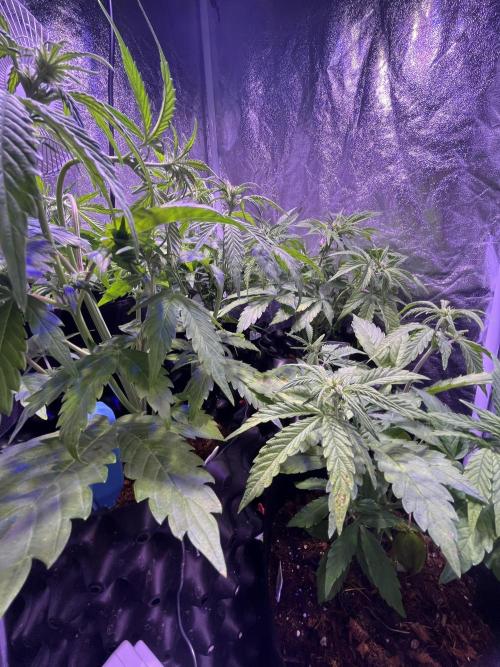 Winter Berry BSF. Week 6