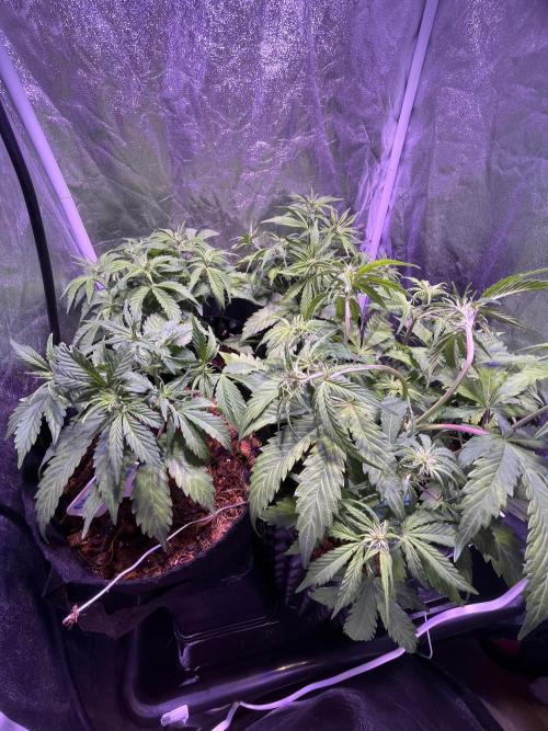 Winter Berry BSF. Week 6