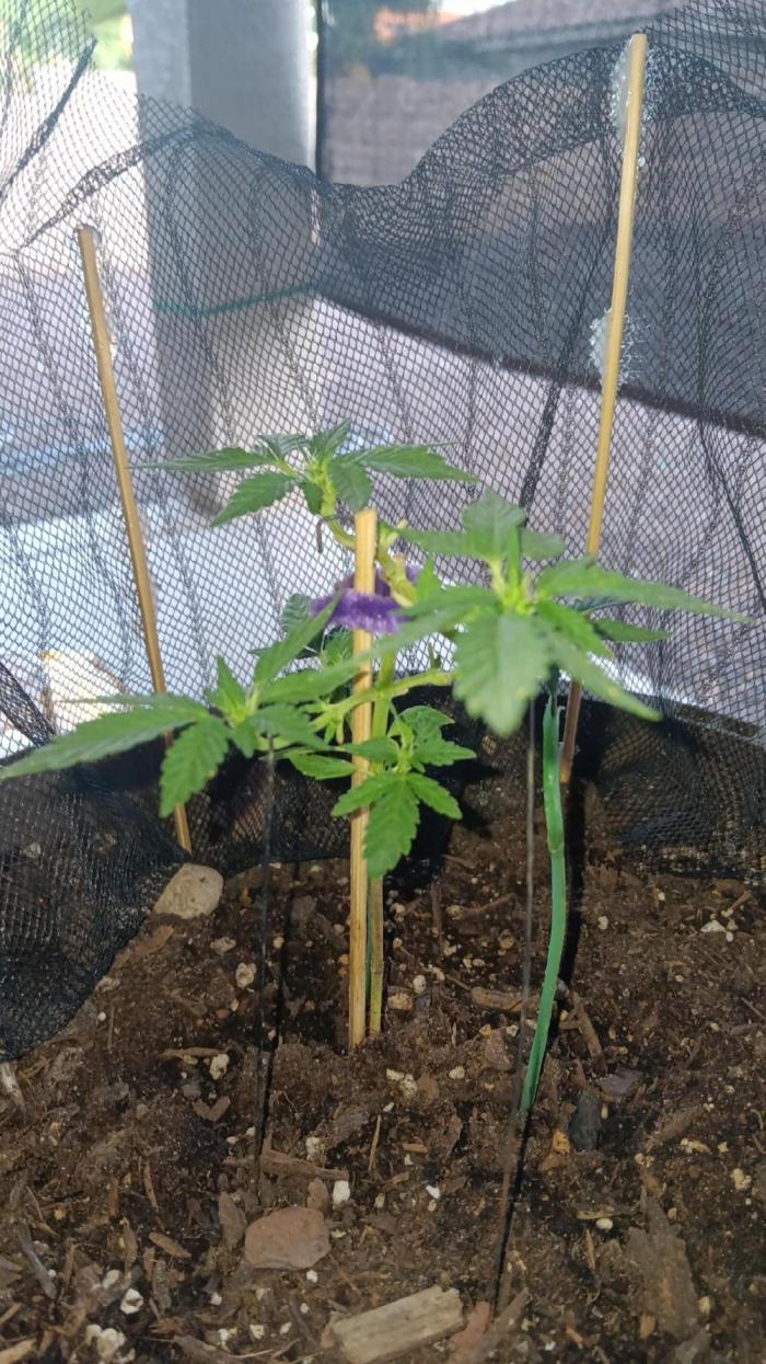Royal Trinidad. Week 8 - LST 3 25 26