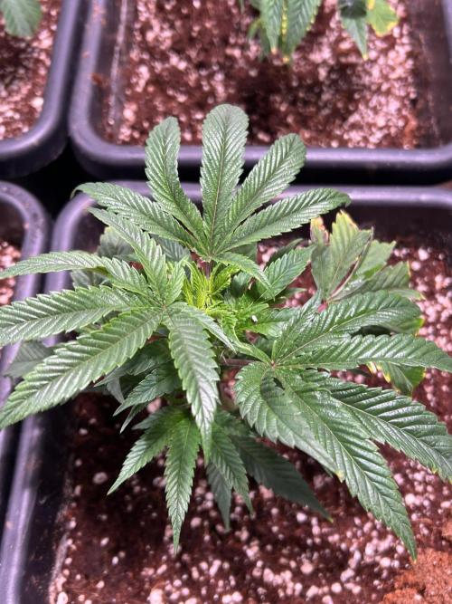 Sugar Factory Diary. Week 1 - Feeling a little sorry for them self. 