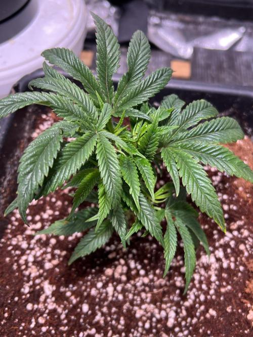 Sugar Factory Diary. Week 1 - Week two they will be almost fully Recovered 