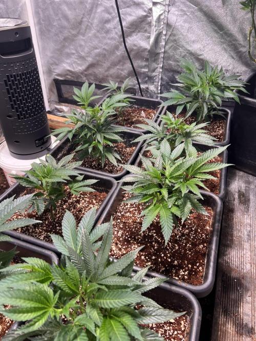 Sugar Factory Diary. Week 2