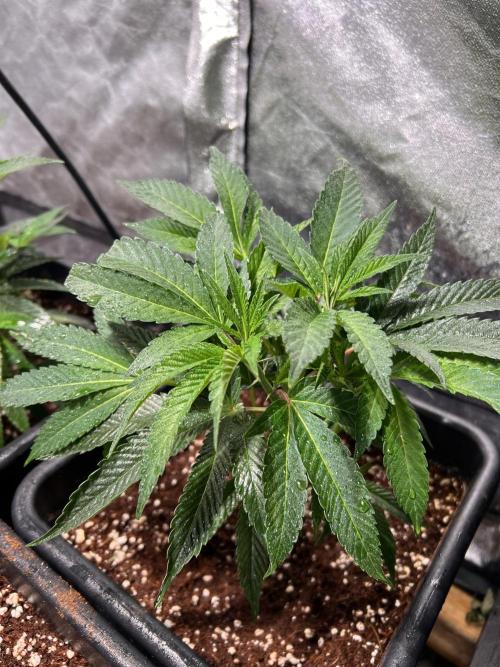 Sugar Factory Diary. Week 2 - I foliar every other day with sensi calmag, power si (monosilicic acid)