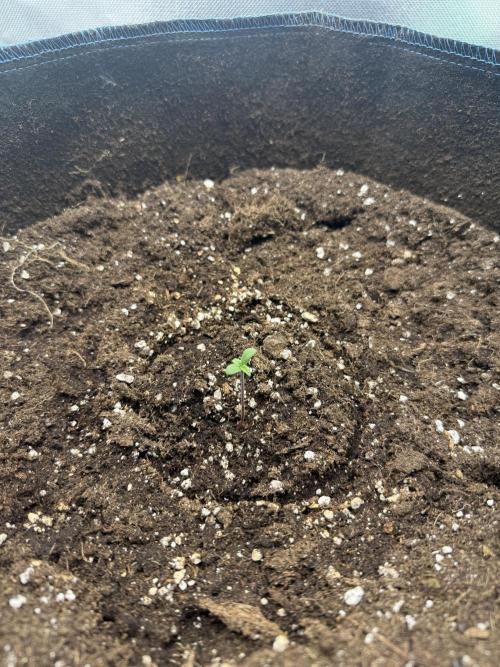 La Taverna Dell'Arte. Week 0